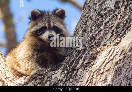 Closeup of a young raccoon in the branch of a tree. Stock Photo