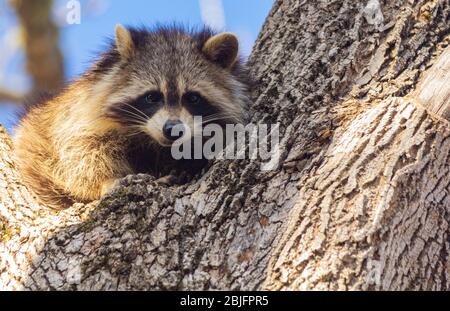 Closeup of a young raccoon in the branch of a tree. Stock Photo