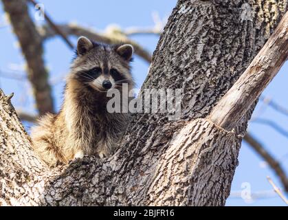 Closeup of a young raccoon in the branch of a tree. Stock Photo