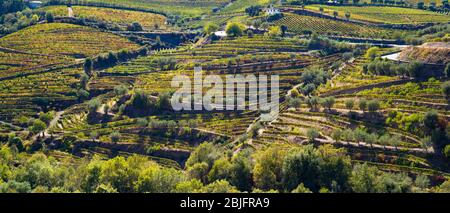 Vineyards on the verdant green hill slopes and banks of the River Douro region north of Viseu in Portugal Stock Photo