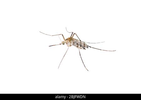 Dangerous Malaria Infected Mosquito Isolated on White, Leishmaniasis, Encephalitis, Yellow Fever, Dengue Disease, Mayaro, Zika, EEEV or EEE Virus Infe Stock Photo