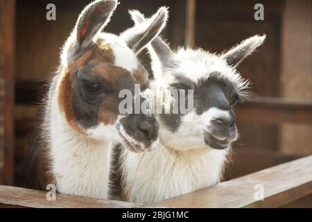 Cute funny lamas in zoological garden, closeup Stock Photo