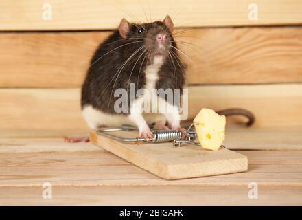 Premium Photo  Wood mouse, apodemus sylvaticus, sniffing on the cheese bait  on a mouse trap