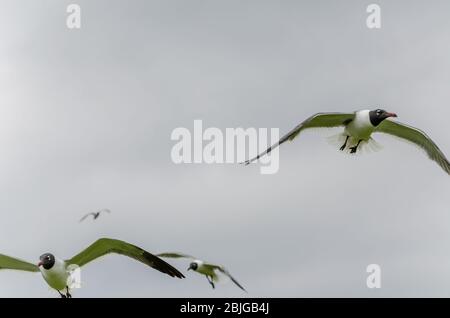 Laughing gulls in breeding plumage fly at Langan Park in Mobile, Alabama. (Photo by Carmen K. Sisson/Cloudybright) Stock Photo