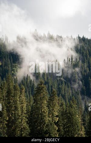 A thick cloud of fog rolls through the evergreen forest of Mount Rainier National Park, Washington. A moody foggy portrait landscape of alpine trees o Stock Photo