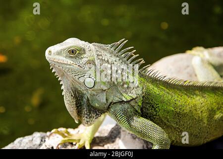 A green iguana sunbathes on a rock in San Juan Puerto Rico. These large reptiles are not native to the island and are an invasive species. Cold bloode Stock Photo