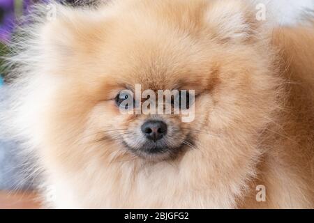 Portrait of a little fluffy Pomeranian puppy Stock Photo