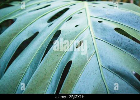 Close up of monstera leaf Stock Photo