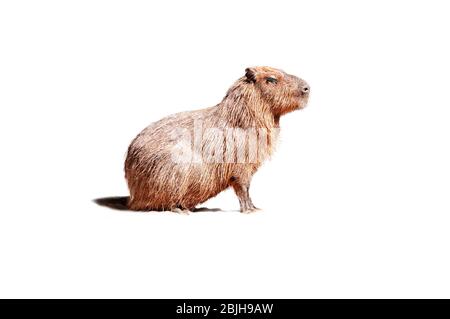 capybara ( hydrochoerus hydrochaeris ) isolated on white background ...