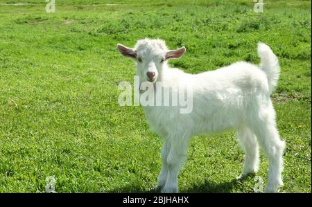 Cute little goat on green meadow Stock Photo