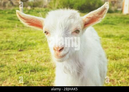 Cute little goat on green meadow Stock Photo