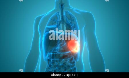 Human Internal Organ Spleen Anatomy Stock Photo