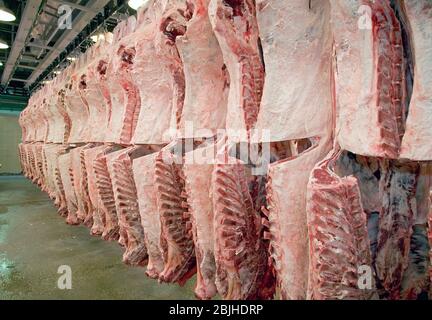 BEEF CARCASSES HANGING IN A MEAT PROCESSING PLANT Stock Photo - Alamy