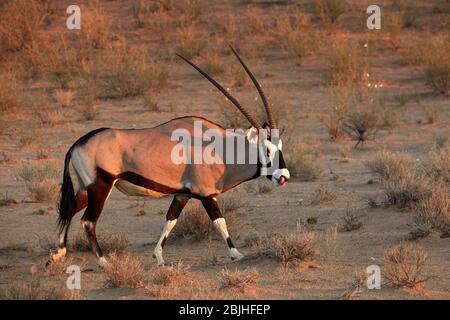 Gemsbok (Oryx gazella), Kgalagadi Transfrontier Park, South Africa Stock Photo