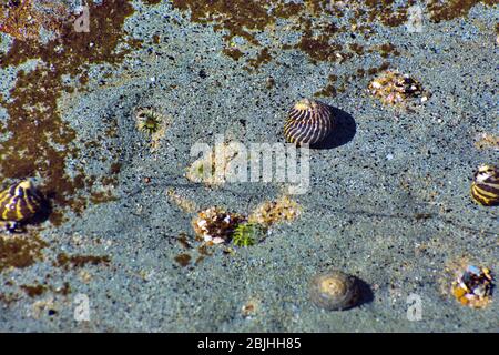 sea snails Stock Photo