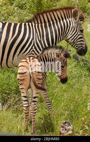 Burchell's zebra mother and foal (Equus quagga burchellii), Kruger National Park, South Africa Stock Photo
