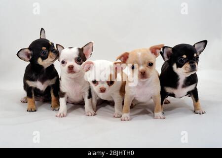 Smooth-haired Chihuahua puppies Stock Photo