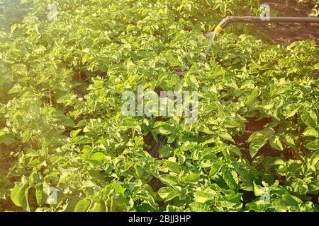 Spraying potato plants with insecticide in garden Stock Photo