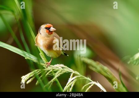 Goldfinch perched on a grass blade eating seeds Stock Photo