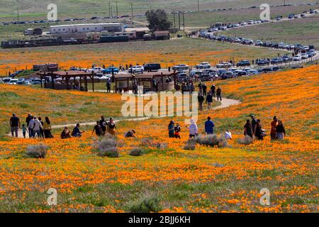 Antelope Valley California Poppy Reserve Stock Photo