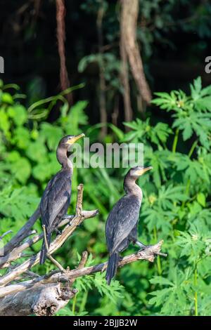 Two Neotropic Cormorants (Phalacrocorax brasilianus) in the Peruvian Amazon Stock Photo