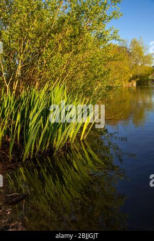 Lake and trees at Buckley Common, Flintshire, North Wales Stock Photo