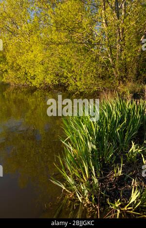 Lake and trees at Buckley Common, Flintshire, North Wales Stock Photo