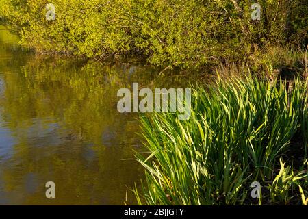 Lake and trees at Buckley Common, Flintshire, North Wales Stock Photo
