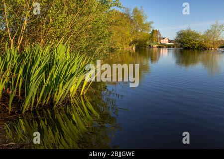 Lake and trees at Buckley Common, Flintshire, North Wales Stock Photo