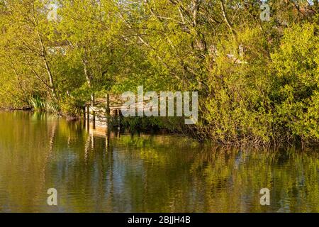 Lake and trees at Buckley Common, Flintshire, North Wales Stock Photo