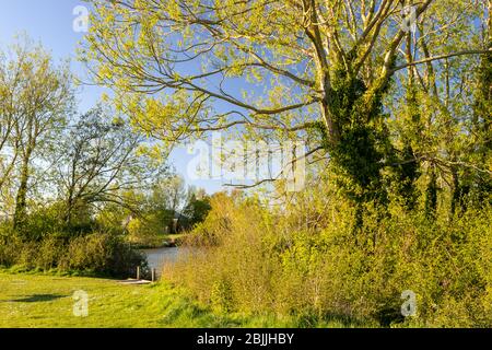 Lake and trees at Buckley Common, Flintshire, North Wales Stock Photo