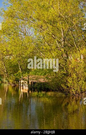 Lake and trees at Buckley Common, Flintshire, North Wales Stock Photo