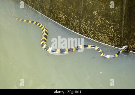 Banded krait is slithering slowly but swimming faster, with agility in the water. Stock Photo