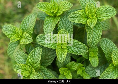 Mint leaves close up in natural light in the garden, directly from above Stock Photo