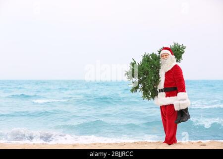 Authentic Santa Claus with Christmas tree on beach Stock Photo