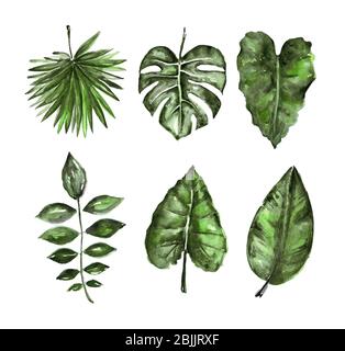 Many different tropical leaves isolated on white, set Stock Photo - Alamy