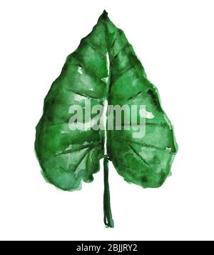 Watercolor tropical leaf isolated on white Stock Photo - Alamy