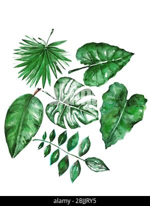 Many different tropical leaves isolated on white, set Stock Photo - Alamy
