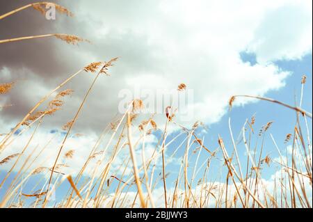 selective focusing. A rare field of Golden spikelets against a blue sky with dark rain clouds