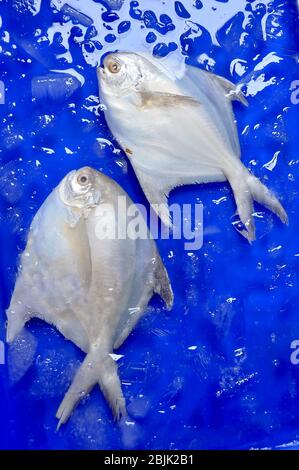 Fresh White Pomfret Fish are on sale in the bazaar. Stock Photo