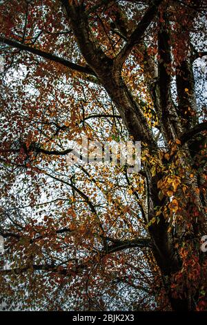 looking up to silver birch tree with golden leaves Stock Photo