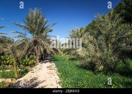 An agriculture field in Desert. Al-Sarar Saudi Arabia. Stock Photo