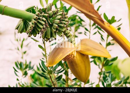 Banana palm blooms. A big yellow flower. Little green bananas on palm tree. Unripe bananas.  Stock Photo