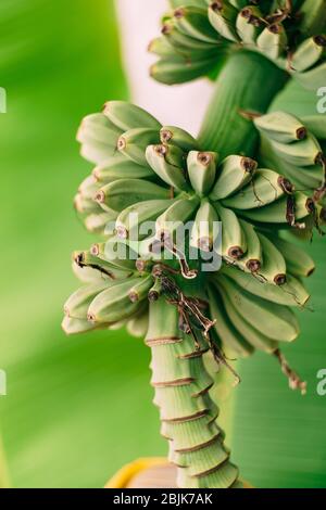 Banana palm blooms. A big yellow flower. Little green bananas on palm tree. Unripe bananas.  Stock Photo