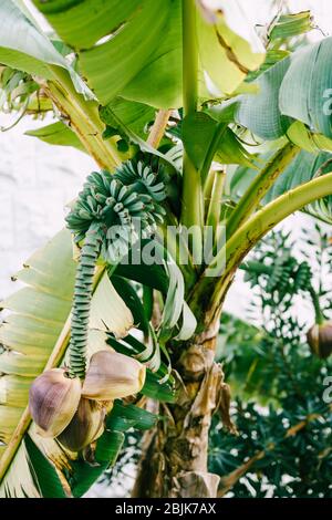 Banana palm blooms. A big yellow flower. Little green bananas on palm tree. Unripe bananas.  Stock Photo