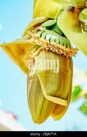 Banana palm blooms. A big yellow flower. Little green bananas on palm tree. Unripe bananas.  Stock Photo