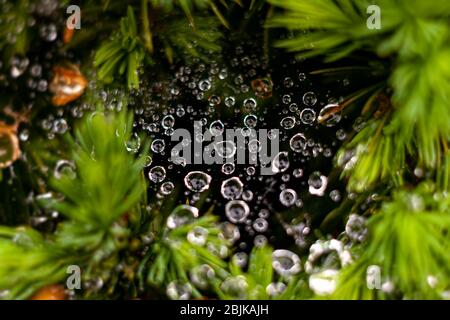 Morning dew in a spider's web. After a night of rain. Drought in Europe. Earth needs water. Stock Photo