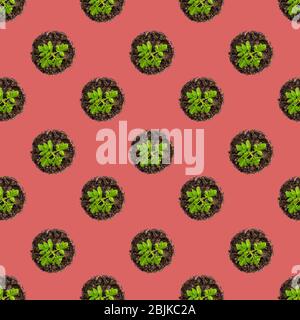 Seamless pattern.Tomato seedlings on white background. young tomatoes grow in a tray top view Stock Photo