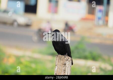 a raven crow sitting on pole Stock Photo