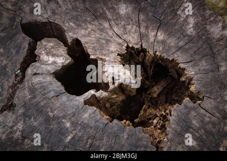 Close-up midsection nature termite damage tree stump Stock Photo